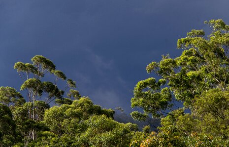 Native subtropical grey sky photo