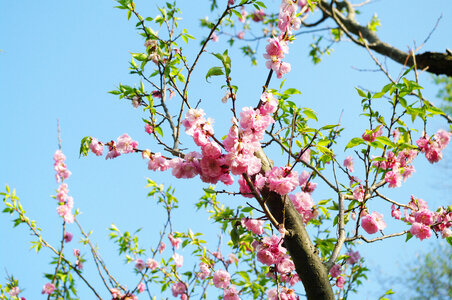 16 Ume