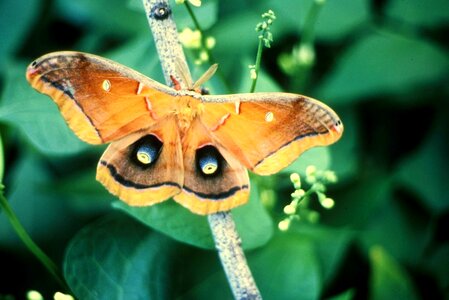 Bug moth polyphemus moth photo