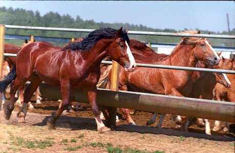Farm cicindela horses