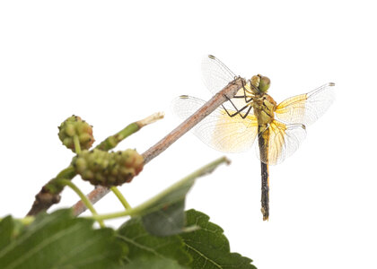 Dragonfly-4 photo