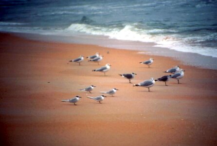 Flock mare sand
