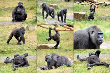 Collage primate animal photo