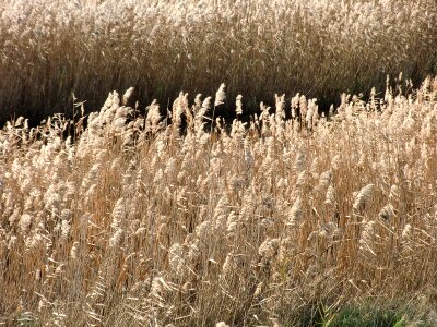 Pond outdoors grass