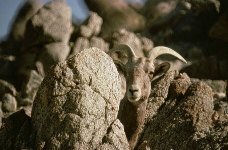 Big Horn rock sheep