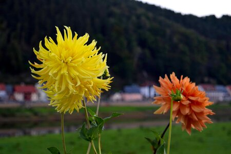 Beautiful Flowers blooming blossom
