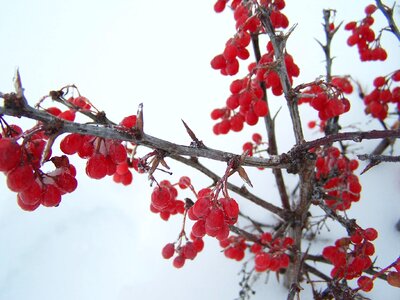 Berries frost ice photo