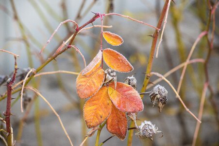 Orange rose petals plant