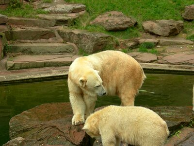 Zoo animal polar bear