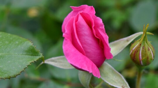 Green Leaf rose shrub photo