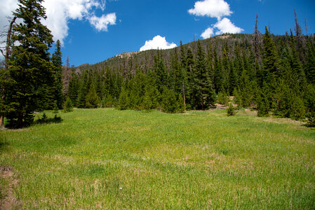 Meadow and Trees and forest in the mountains