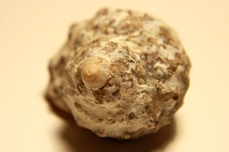 Gastropod mollusk invertebrate