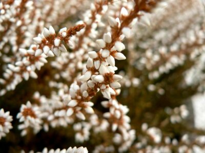 Briar white white heather