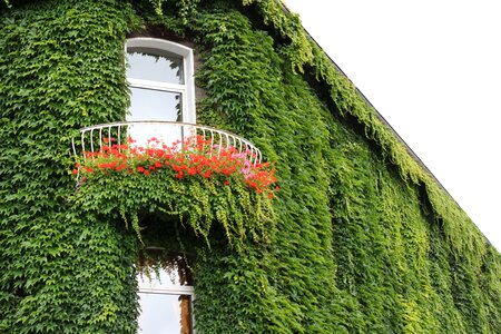 Window climber plant hauswand photo