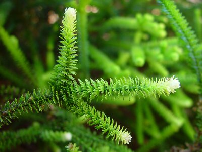 Beautiful Photo greenery leaves