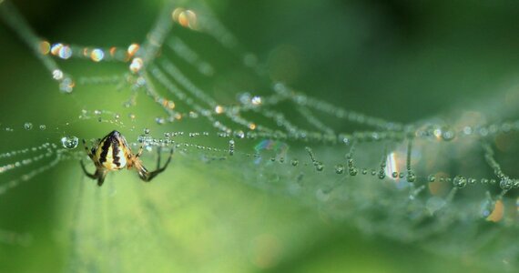 Nature cobweb perspective photo
