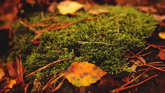 Autumn forest walk