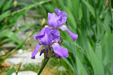 Iris flowers botany flora