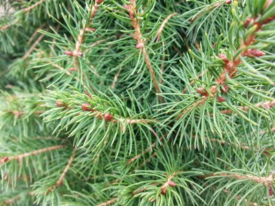 Green christmas conifer photo