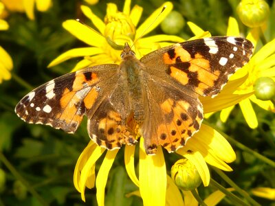 Tree daisy marguerite yellow