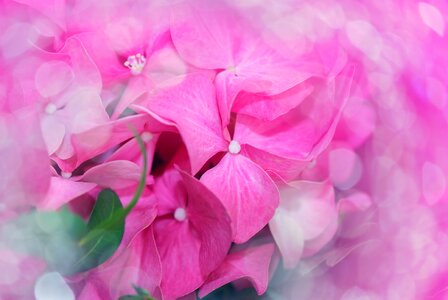 Hydrangea balcony balcony plant photo