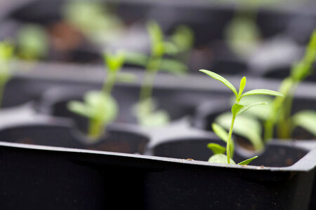 Growing Butterfly Weed-1