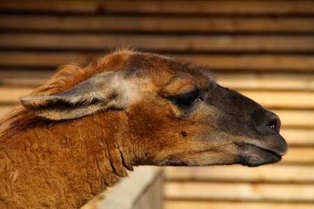 Face attached ears animal
