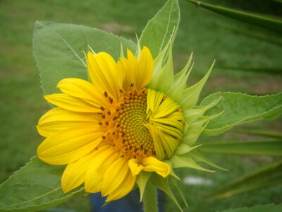Petals hope bud