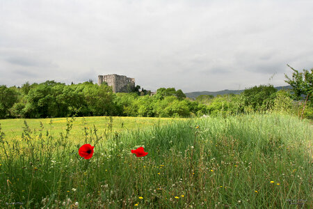 Green field with castle in the distance and flowers photo
