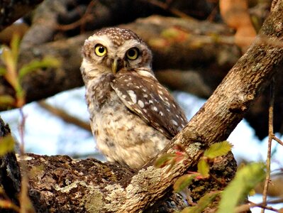 Owl nocturnal predator photo