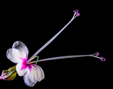 Blossom bloom white pink