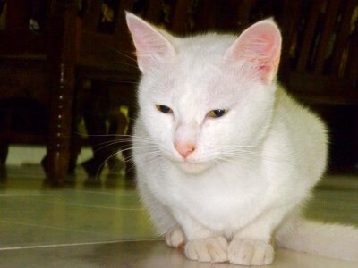 Animal animals cat