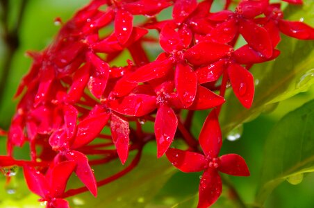 Red dew drops