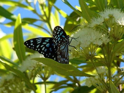 Animal arthropod beautiful