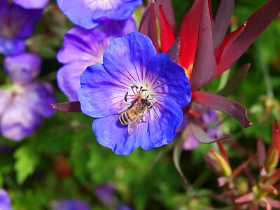 Insect honey pollen photo