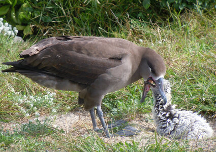 Black-Footed Albatross feeds chick photo