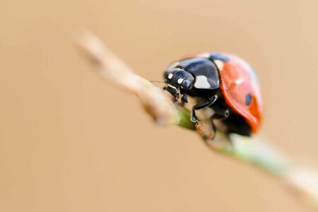 Animal arthropod beautiful photo