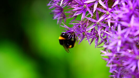 Animal arthropod beautiful flowers