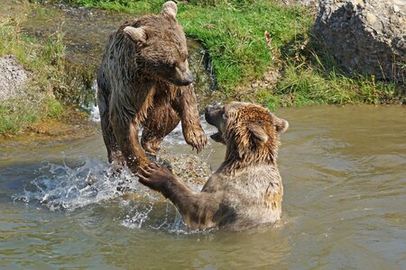 Bear playful water