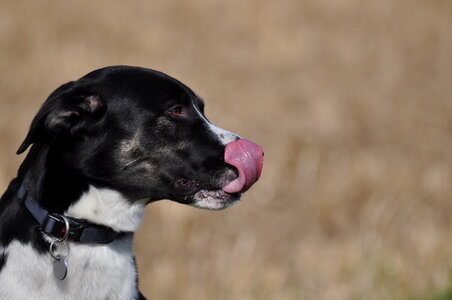 Dog licking his nose photo