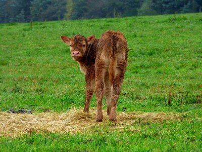 Pasture animal cow