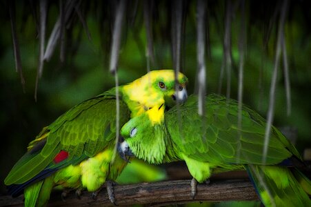 Macaw wildlife exotic
