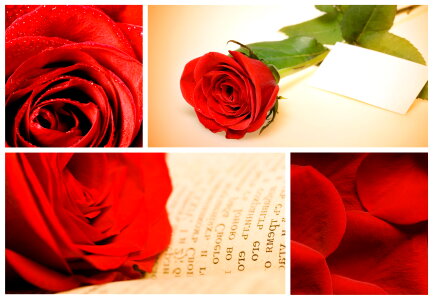 Red Roses Collage photo
