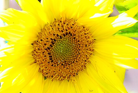 Plant shining flower