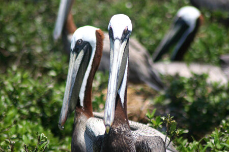 Nesting pelicans-3 photo