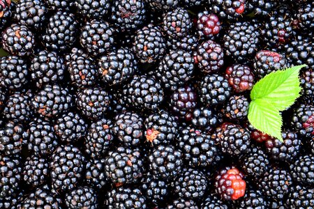 Beautiful Photo berry blackberry