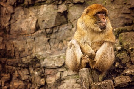 Wild zoo mammal