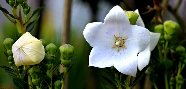 Beautiful Flowers blooming blossom photo