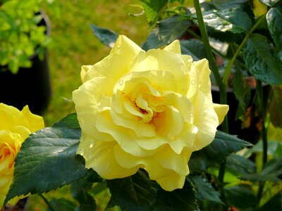 Nature yellow rose garden