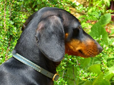 Brown fur animal photo